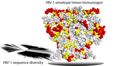 trimer diversity simple phylogenetic shadow