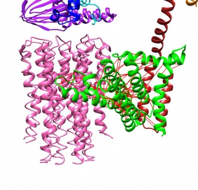 mitochondrial ATP synthase