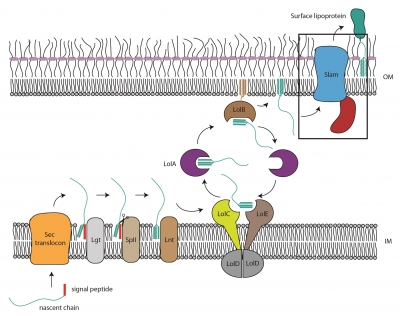 An image of Slam protein.