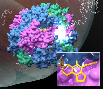 An image of ClpP activated by ONC201.
